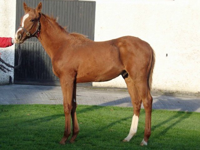 Gold Trail wins at Doncaster