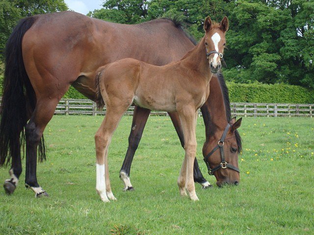 Gold Trail wins at Doncaster