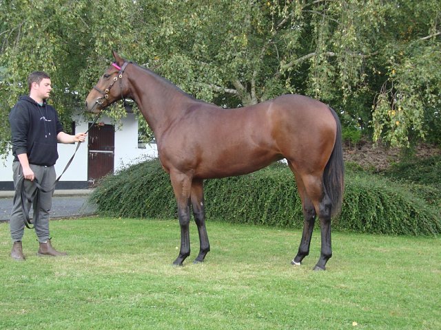Gotta Skedaddle wins at Marseille Borely on 9th June 2023