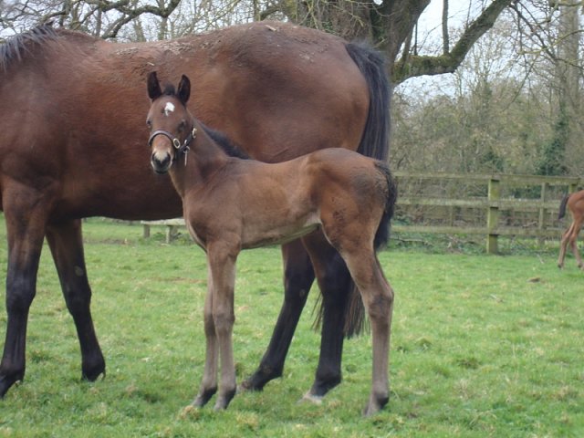 Gotta Skedaddle third on racecourse debut at Saint-Cloud on 23rd March 2023