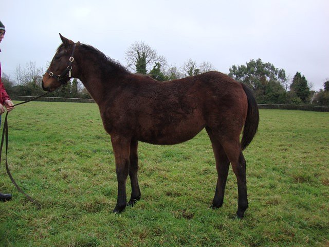 Gotta Skedaddle second at Chantilly on 1st July 2023
