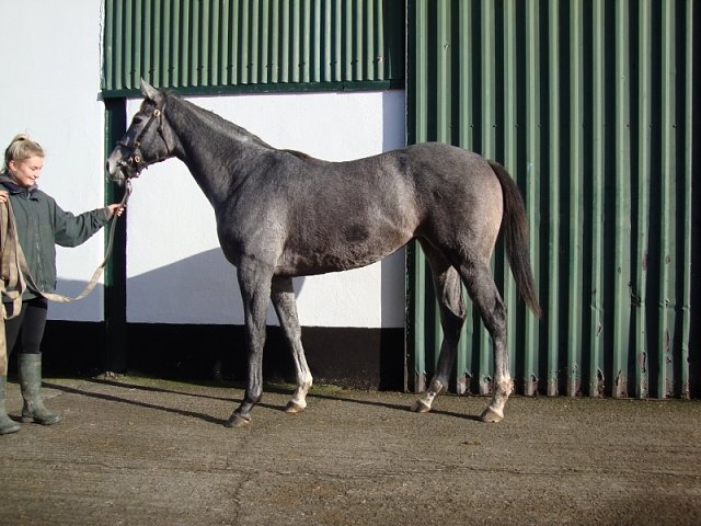 Grigal second at the Curragh on 1st June 2022