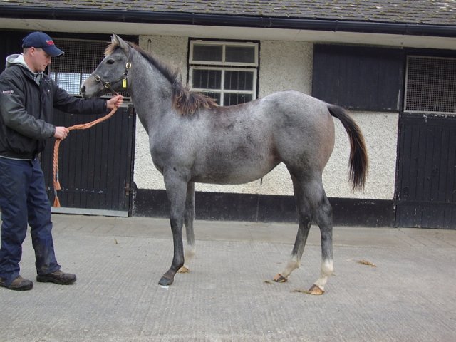 Grigal second at the Curragh on 1st June 2022