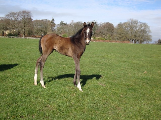 Grigal second at the Curragh on 1st June 2022