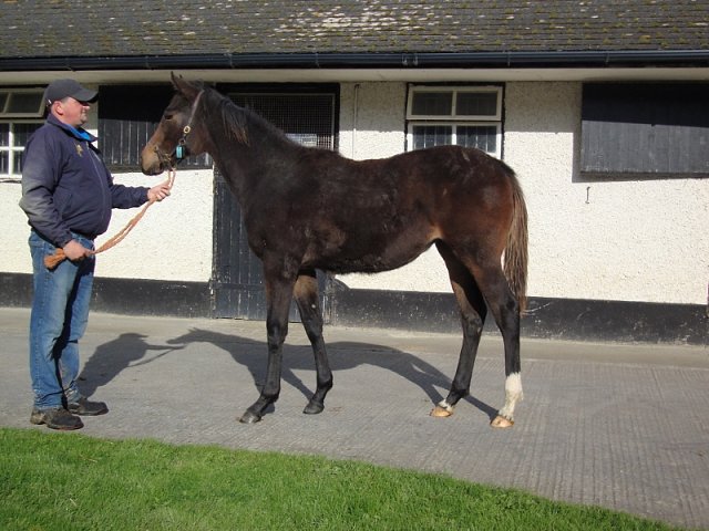 Grizabella wins at Ballinrobe on 21st July 2025