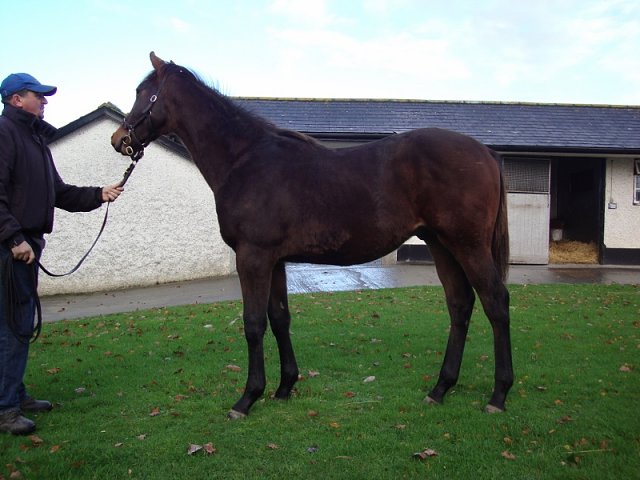 Hallowed Star second at Gowran Park on 13th April 2022