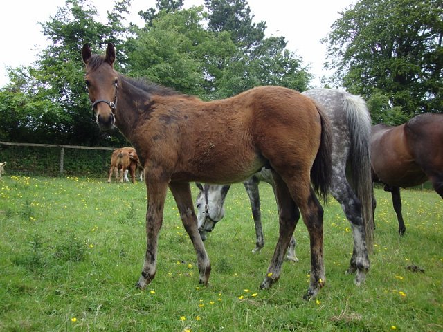 Hallowed Star second at Roscommon on 23rd May 2022