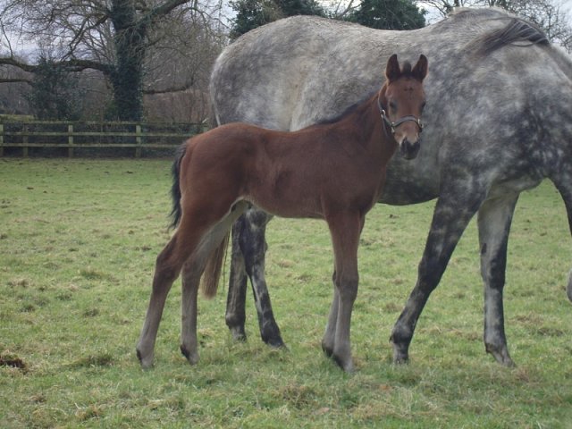Hallowed Star second at Roscommon on 23rd May 2022