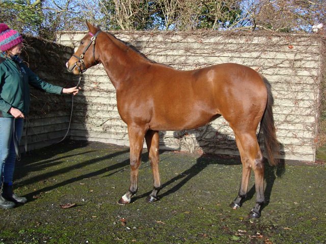 Happy Hadeda second at Newbury on 29th August 2023