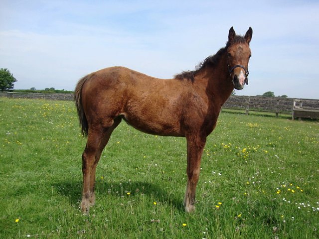 Happy Hadeda second at Newbury on 29th August 2023