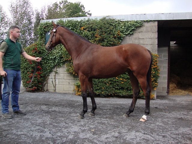 Hayyel second at Leopardstown on 14th May 2021