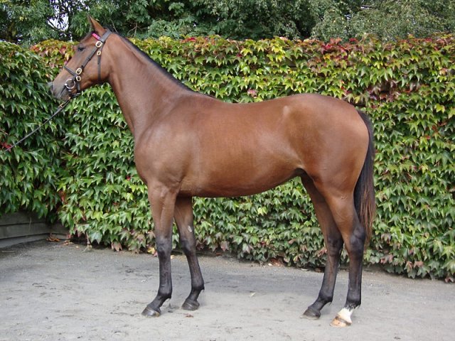 Hayyel second at Leopardstown on 14th May 2021
