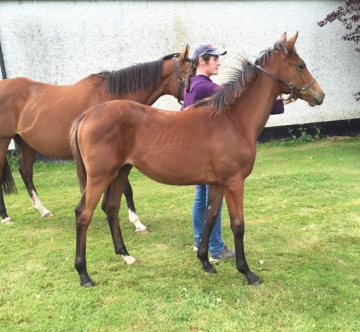 Hayyel second at Leopardstown on 14th May 2021
