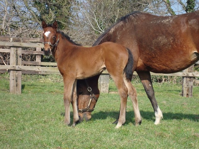 Hayyel second at Leopardstown on 14th May 2021