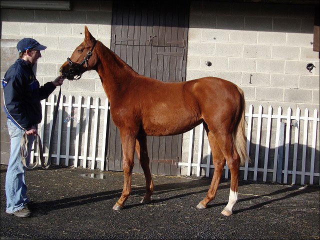 Headline News wins at Newmarket