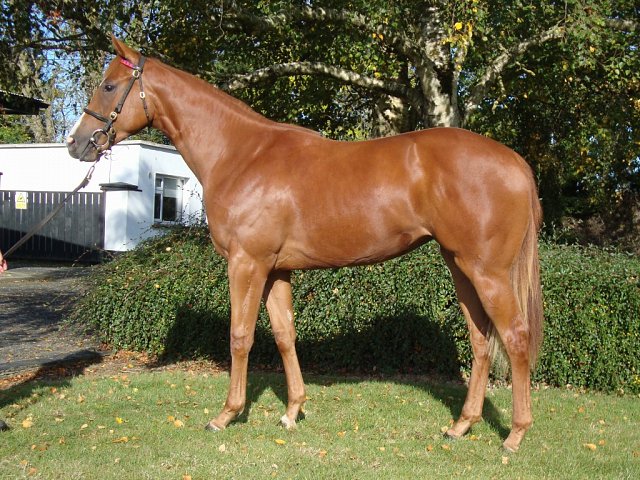 Hen Party second at Newcastle on 20th November 2025