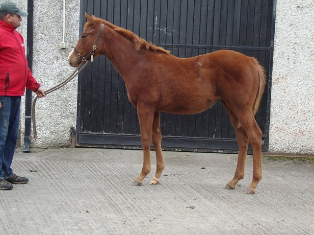 Hen Party second at Newcastle on 20th November 2025