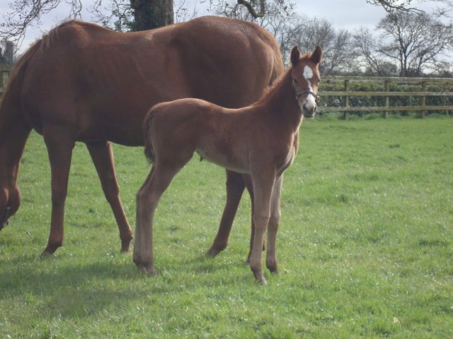 Hen Party second at Newcastle on 20th November 2025