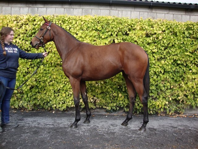 Hillcrest Fire third at Roscommon