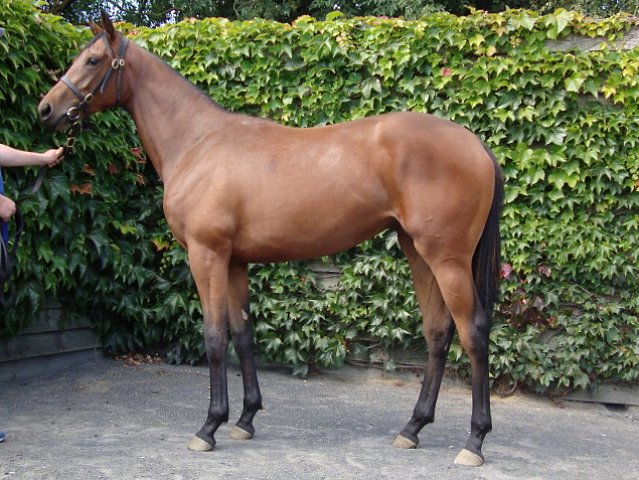 Hillcrest Fire wins at Cork