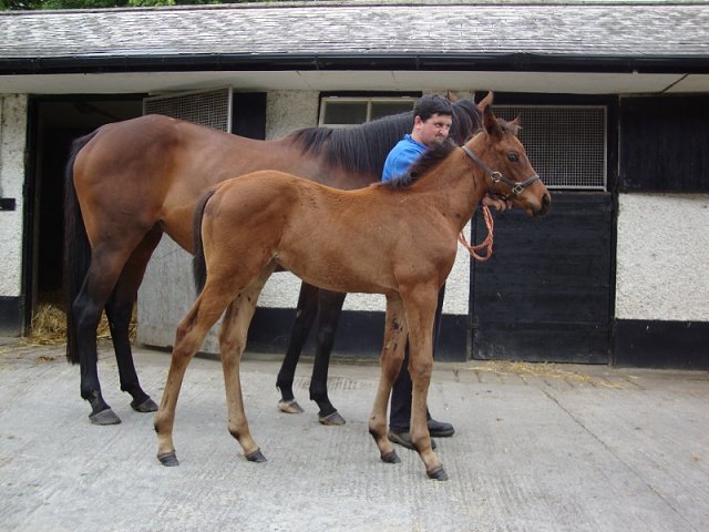 Hillcrest Fire third at Newmarket on 2nd November 2018