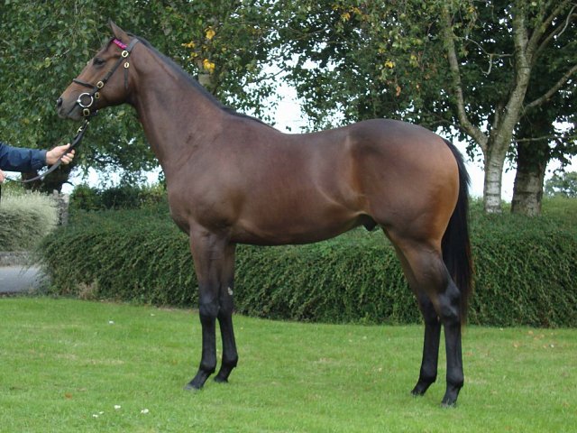 Holy See second at Chantilly on 9th February 2024