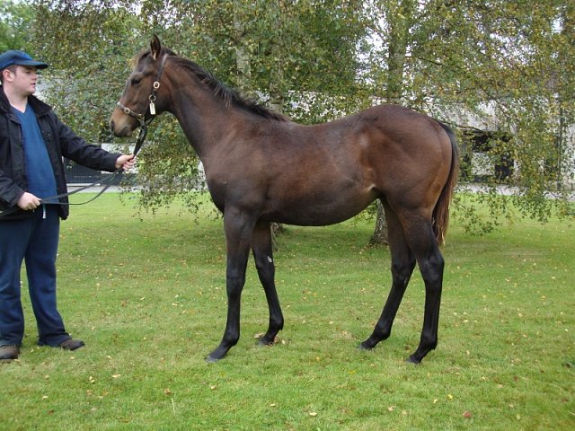 Holy See second at Galway on 27th July 2026