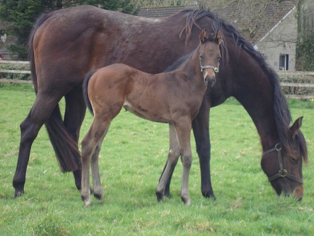 Holy See second at Chantilly on 9th February 2024
