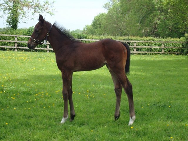 Human Evolution wins at Chantilly on Monday 23rd March 2026