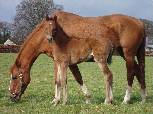 Hunter's Creek second on racecourse debut