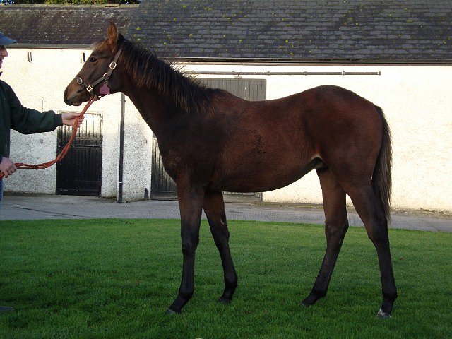 Hunter's Creek third at Meydan