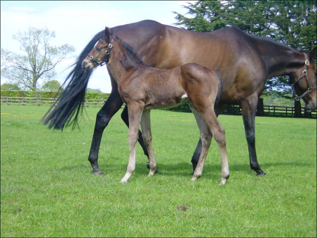 Hyperlink wins at Catterick