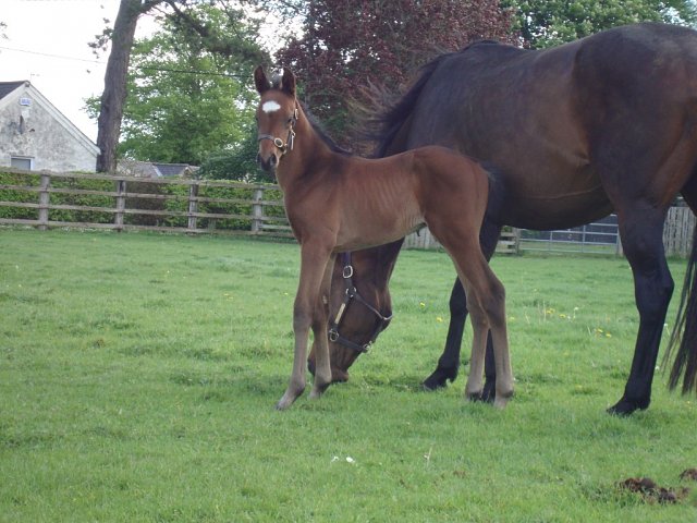 Indian River third in Gr.1 on 9th April 2026