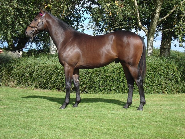 Indivar second on his racecourse debut at Ayr on 13th June 2023
