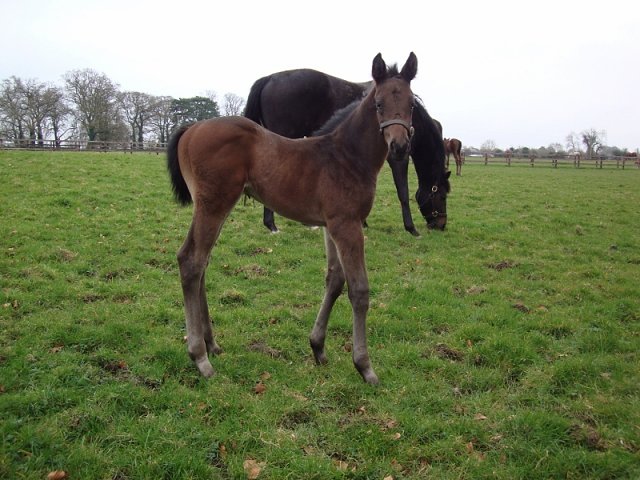 Indivar wins at Redcar on 27th September 2023