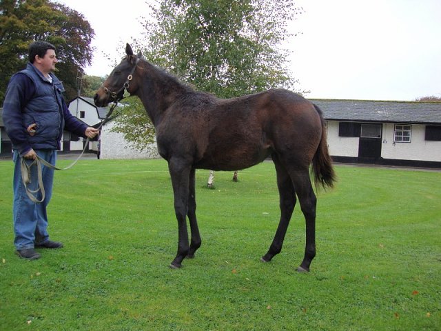 Indrahar second at Dundalk