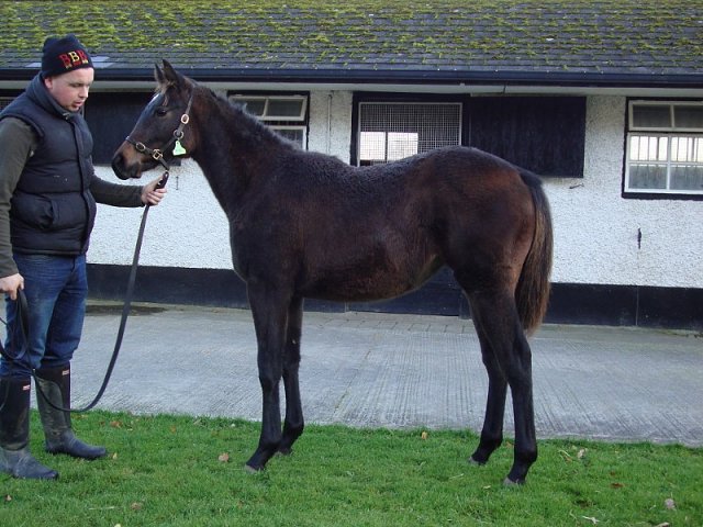 Indrahar second at Dundalk