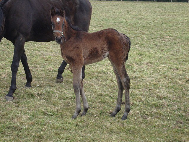 Indrahar second at Dundalk