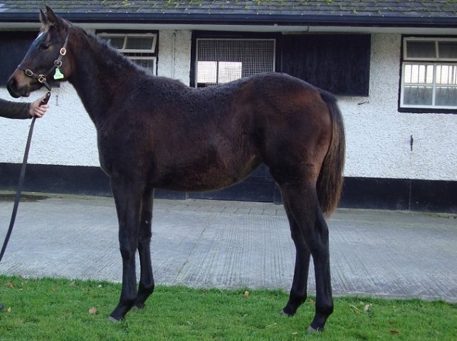 Indrahar third on racecourse debut at Leopardstown