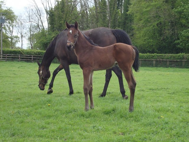 Invictus Gold third at Newmarket on 15th April 2026