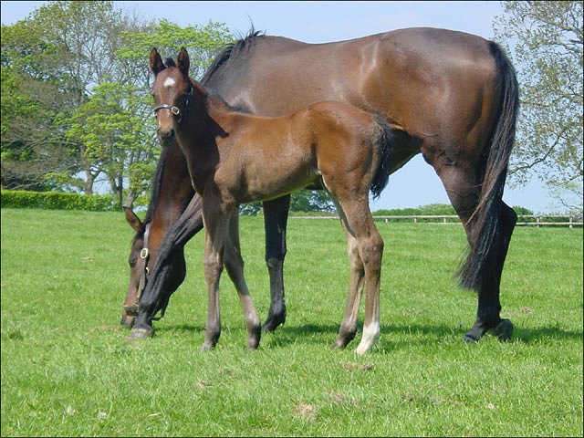 Jambalaya third at Naas