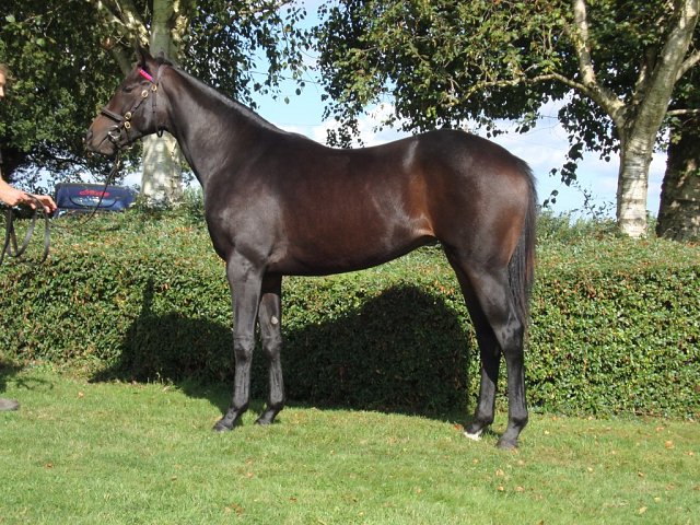 Jayvee second at Haydock on 18th October 2024