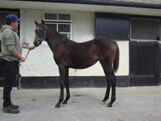 Jayvee wins on racecourse debut at Beverley on 25th April 2024