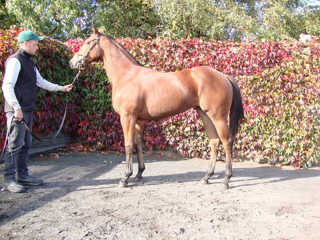 Jive Lady wins at Hamilton