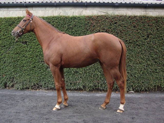 Jungle Queen third at Salisbury
