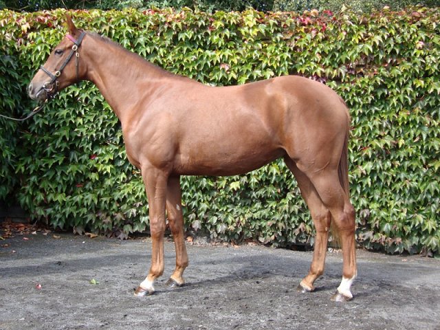 Jungle Queen third at Salisbury