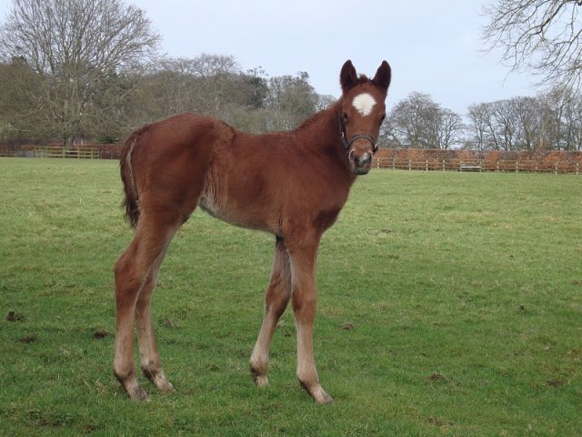 Jungle Queen third at Salisbury