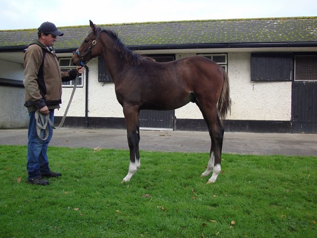 Just Percy third at Chelmsford on 14th August 2022