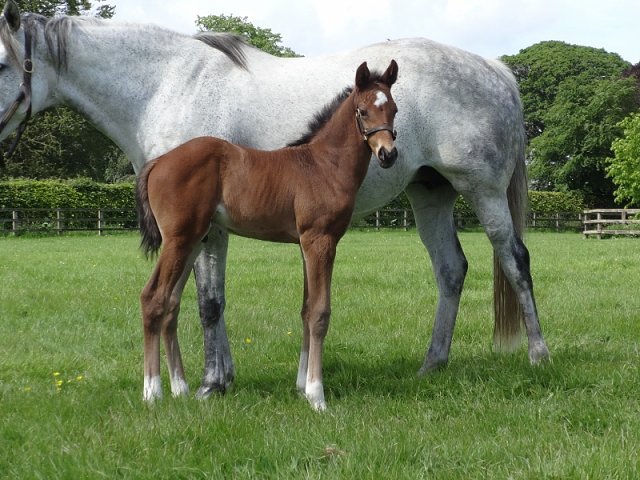 Just Percy second at Lingfield on 29th November 2022