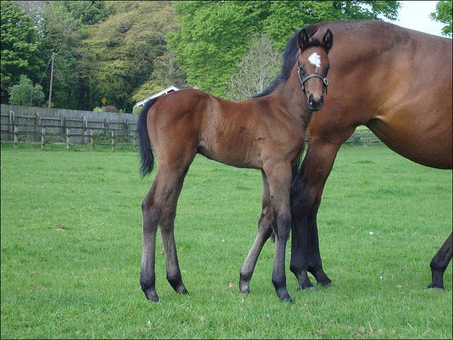 Karamela wins Group 3 in Argentina